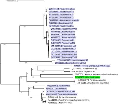 Diversity of Giant Viruses Infecting Vermamoeba vermiformis